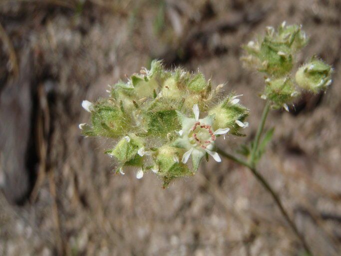 Potentilla tilingii flower