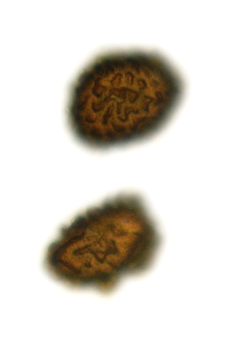 Cystopteris dickieana other