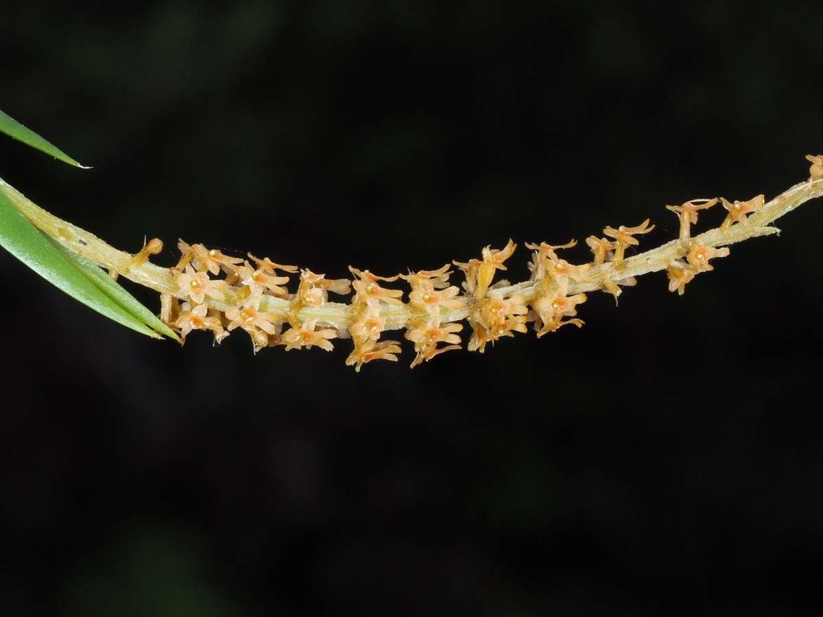 Oberonia bifida bark