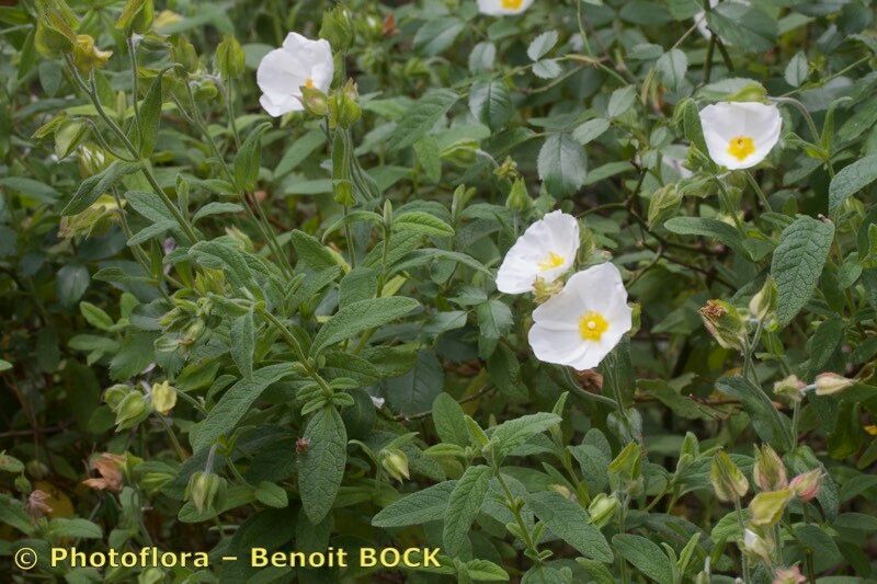 Cistus x obtusifolius habit