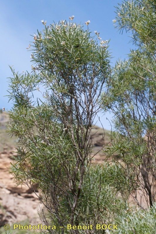 Parolinia glabriuscula habit