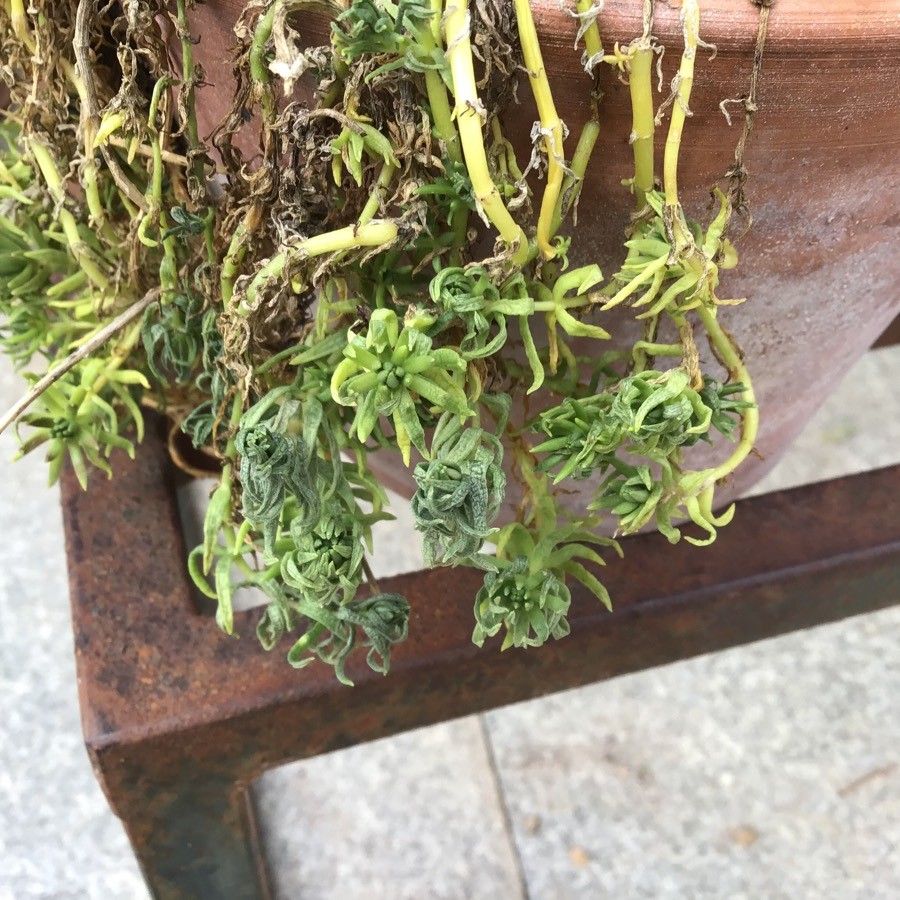 Bryophyllum fedtschenkoi