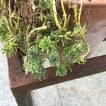 Bryophyllum fedtschenkoi