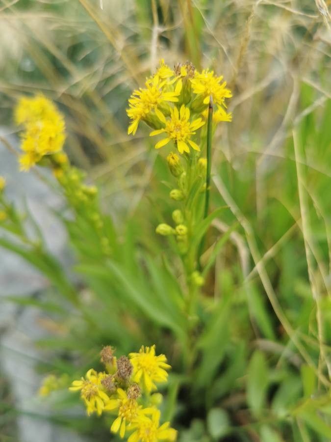 Solidago missouriensis flower