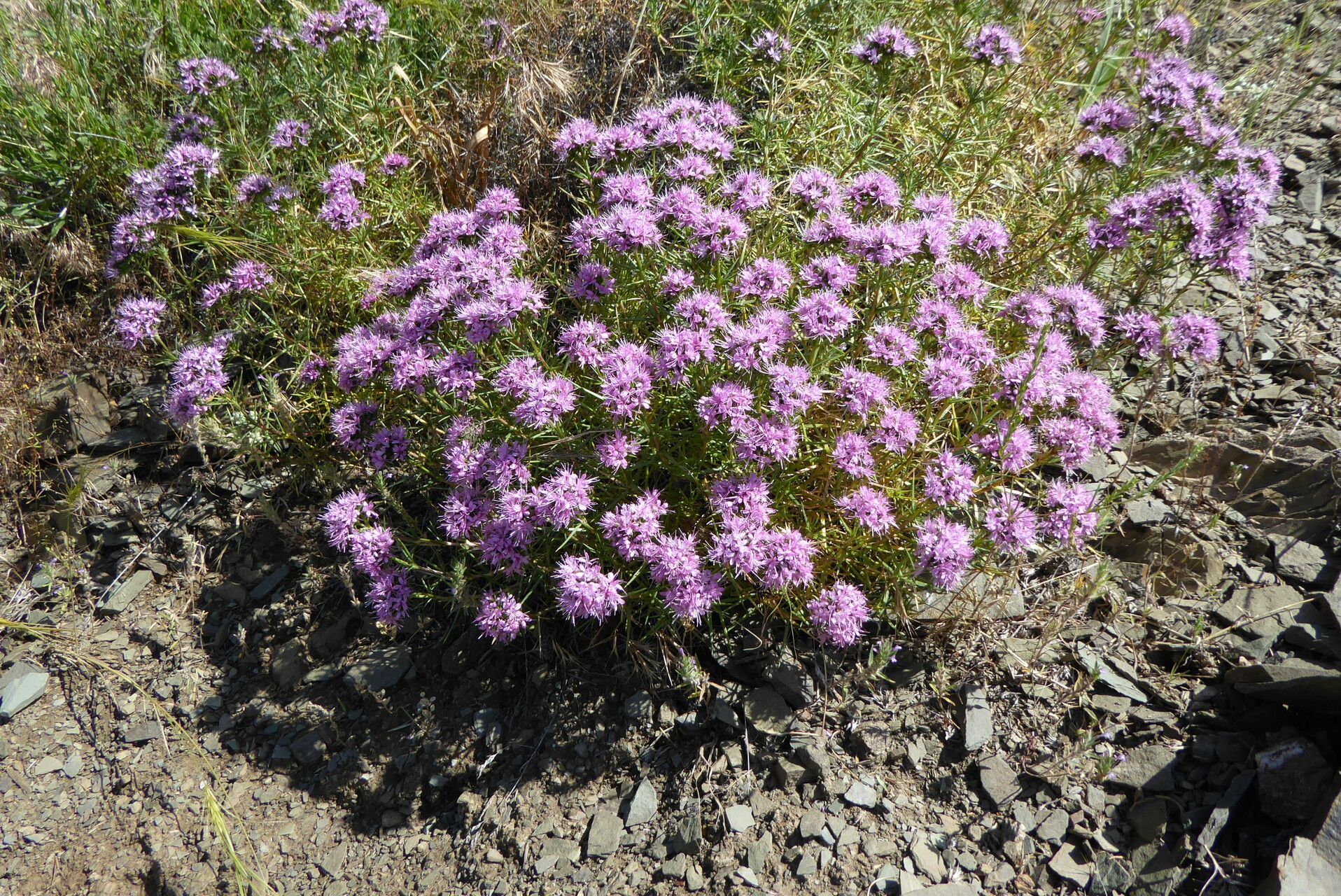 Acanthophyllum pungens — related species from the same genus