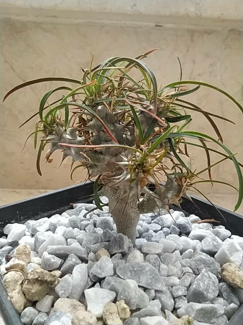 Euphorbia gottlebei leaf