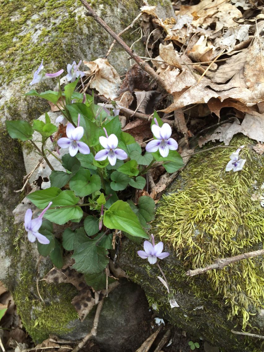 Viola rostrata habit
