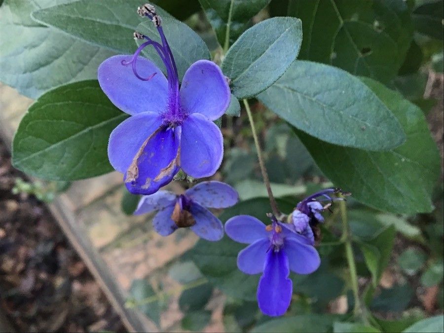 Rotheca myricoides flower