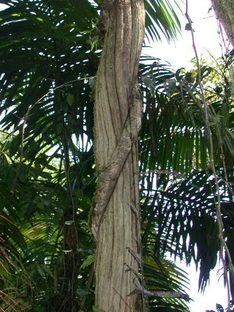 Dichapetalum rugosum bark