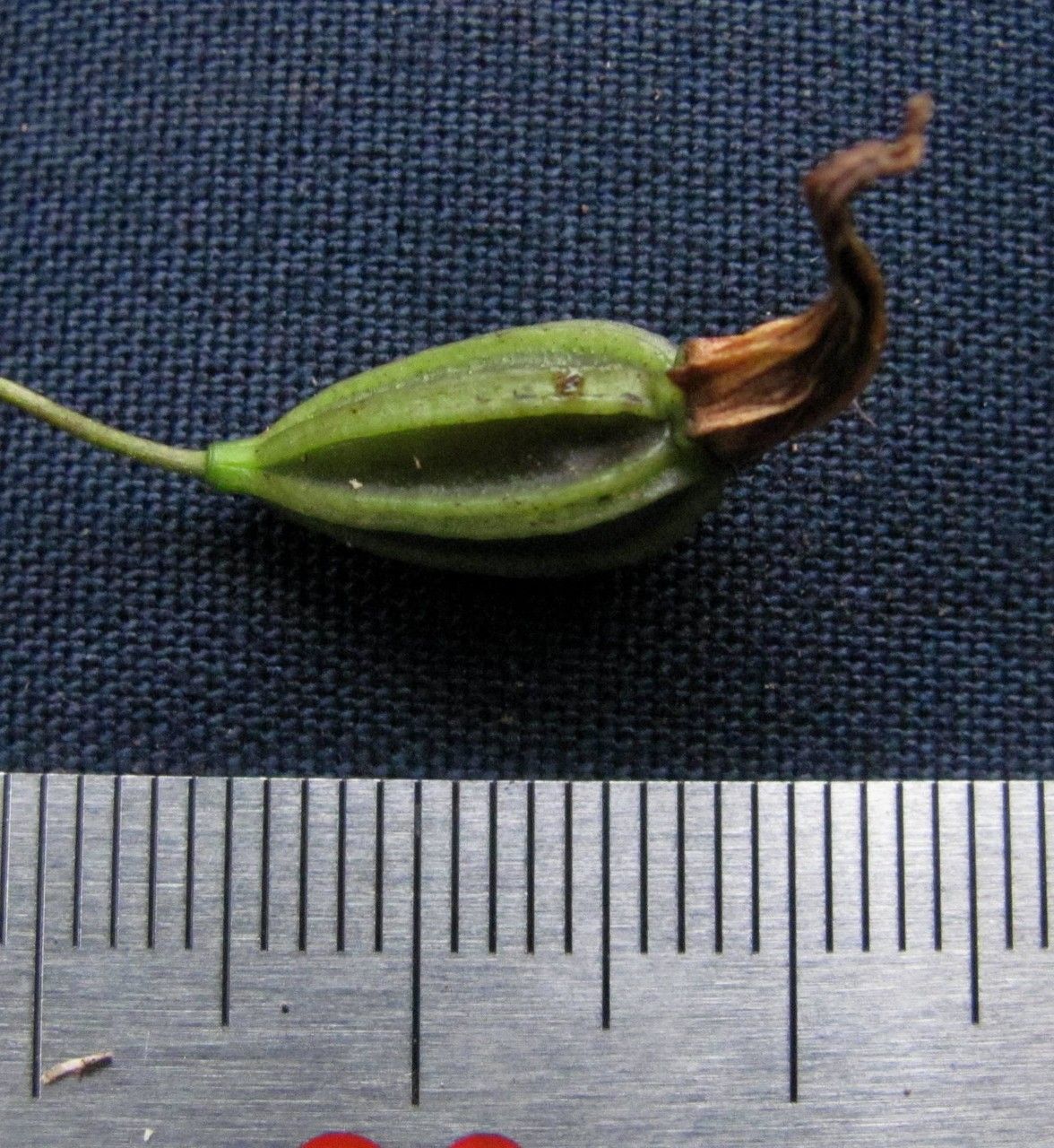 Stelis janetiae — houseplant care guide