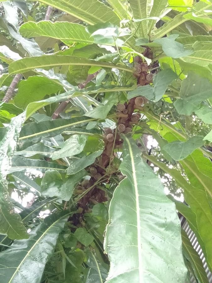 Ficus pseudopalma fruit