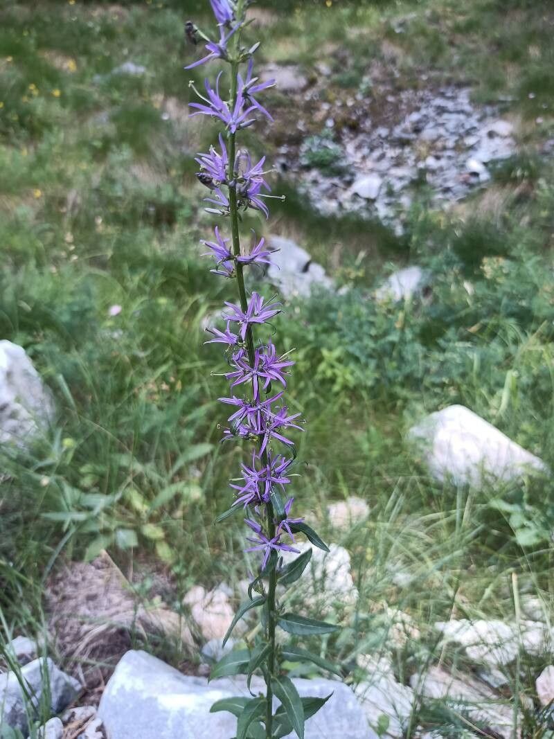 Campanula pichleri — houseplant care guide