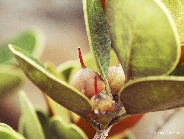Planchonella contermina bark