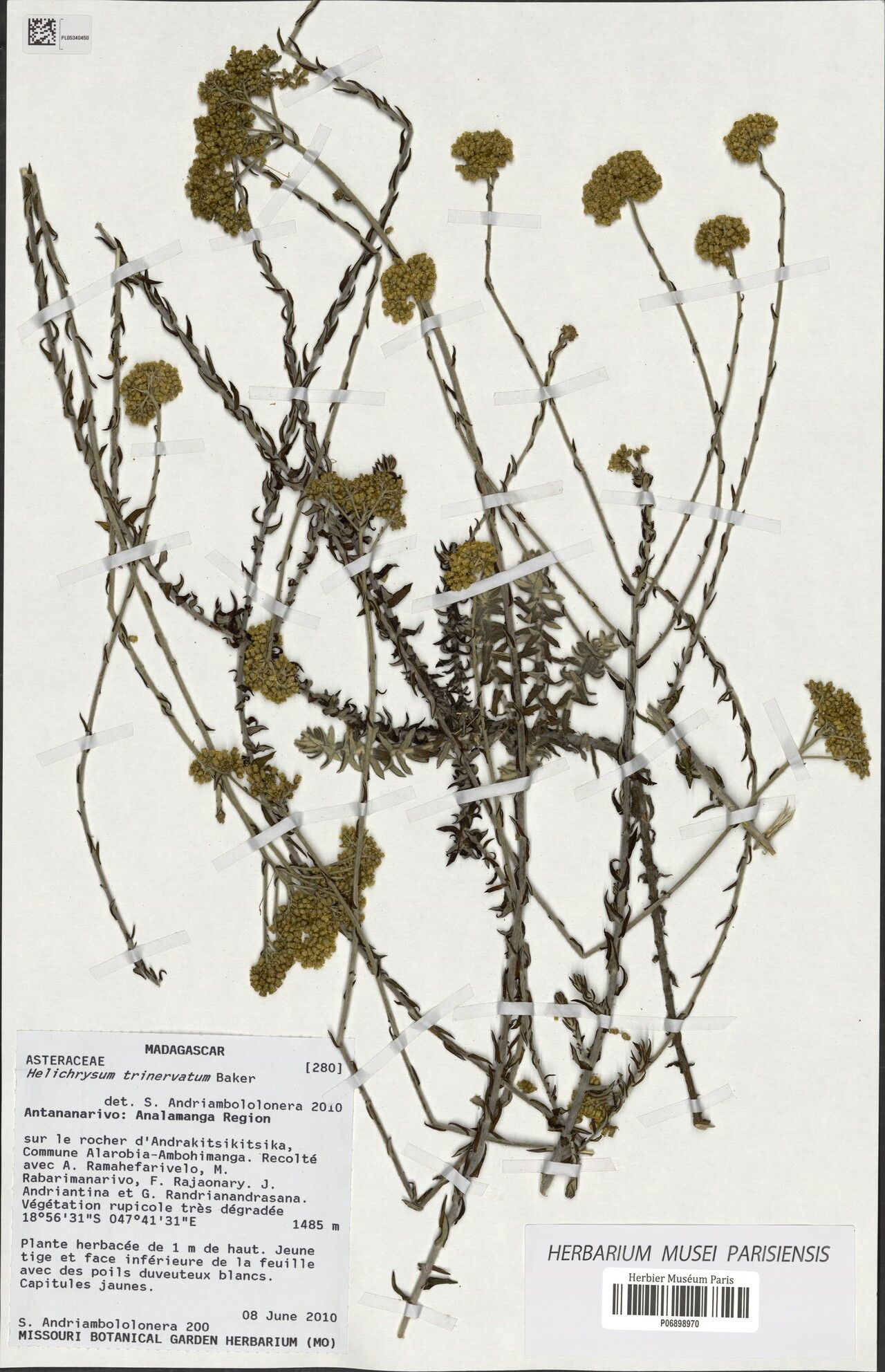 Helichrysum trinervatum — houseplant care guide