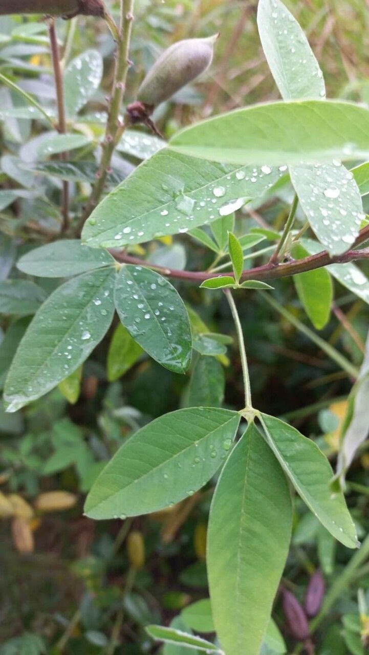 Crotalaria micans — soil improver houseplant
