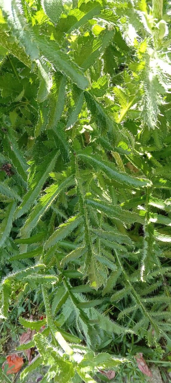 Papaver pseudoorientale — search result for 'Papaver'