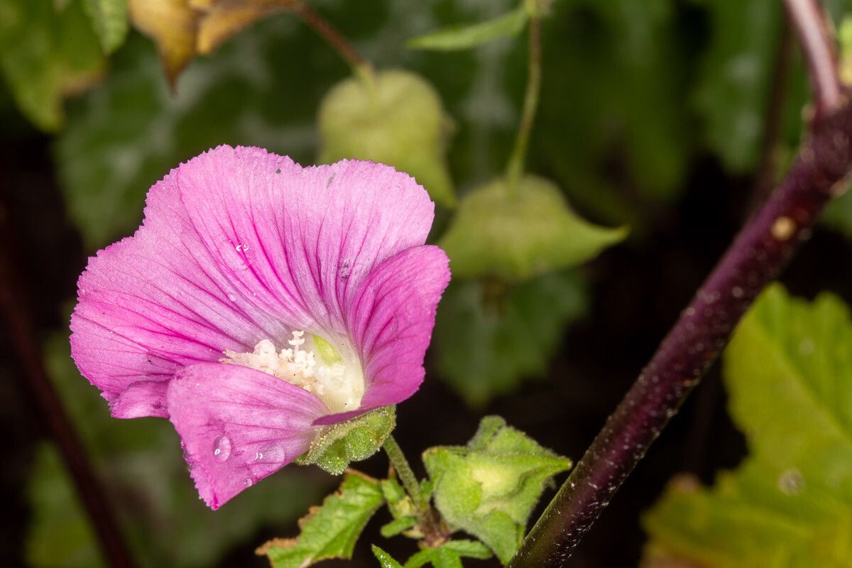 Malva punctata flower