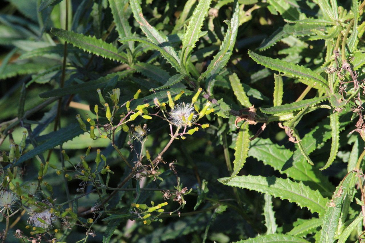 Erechtites minima habit