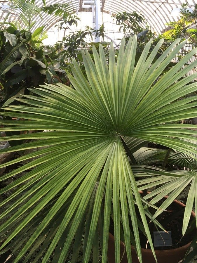 Tahina spectabilis — search result for 'United Kingdom'