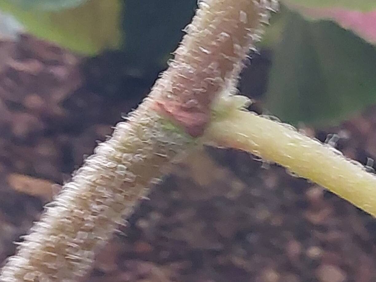 Begonia hammoniae bark