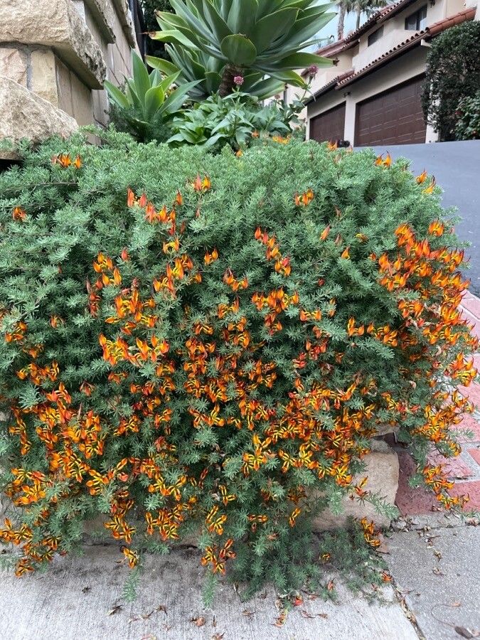 Lotus maculatus habit