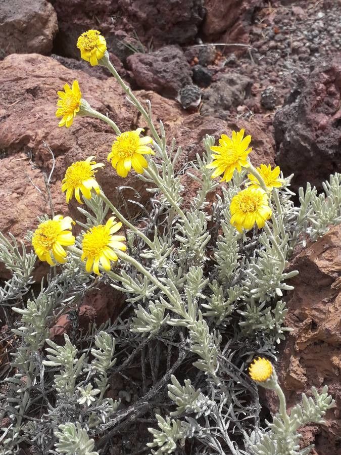 Senecio argyreus habit