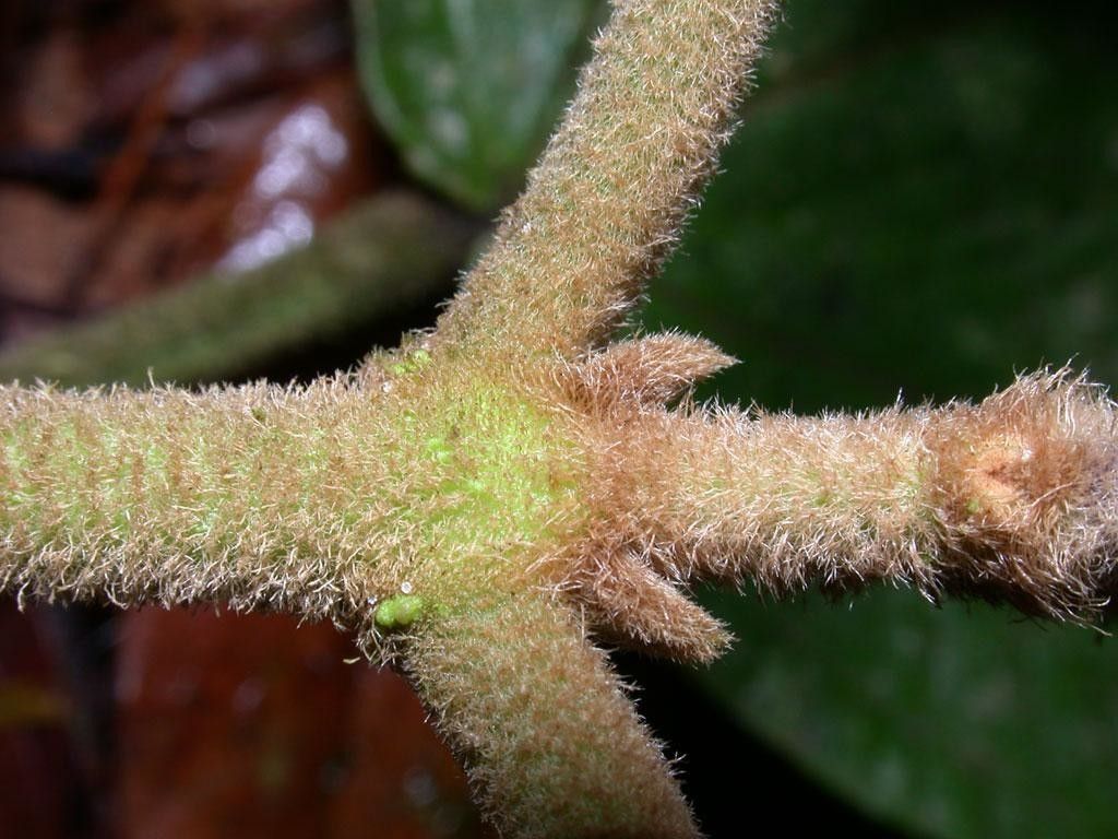 Miconia dorsiloba bark