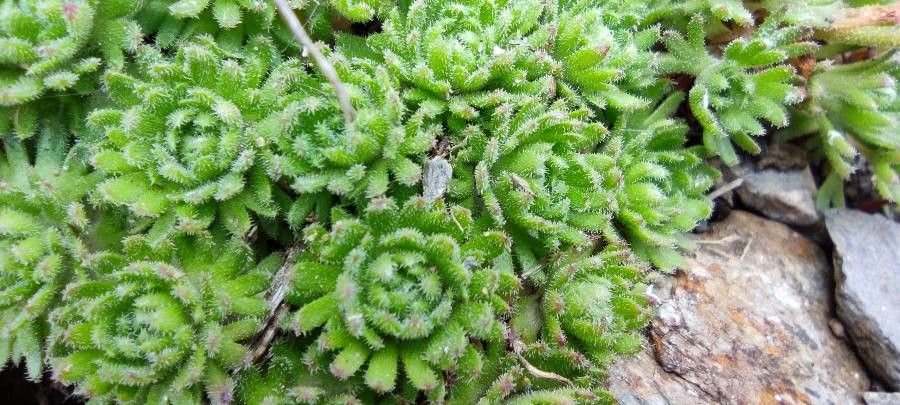 Saxifraga nevadensis leaf