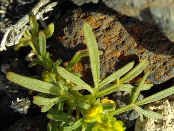 Reseda lancerotae — search result for 'Reseda'