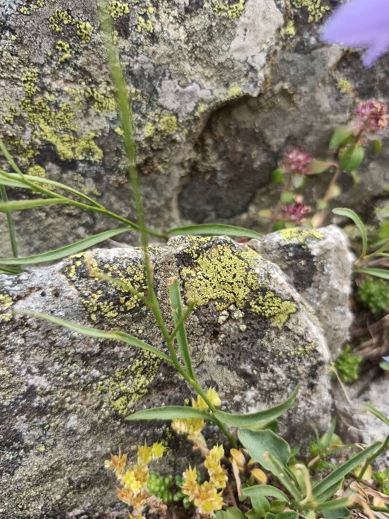 Campanula velebitica — houseplant care guide