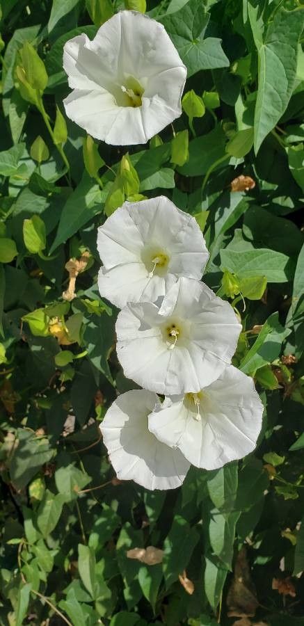 Ipomoea corymbosa flower