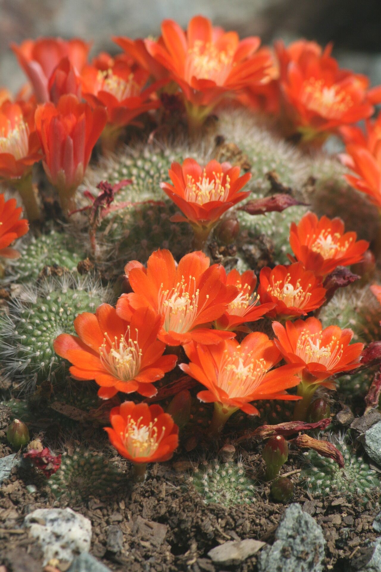Rebutia fiebrigii flower