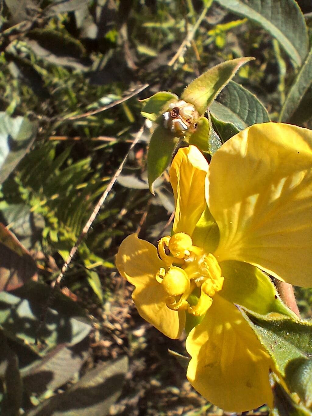 Ludwigia tomentosa flower