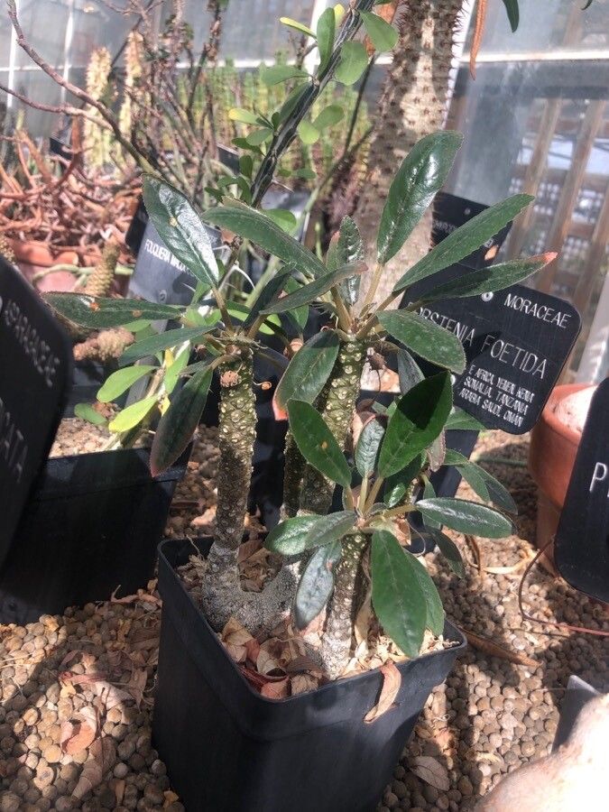 Dorstenia foetida leaf