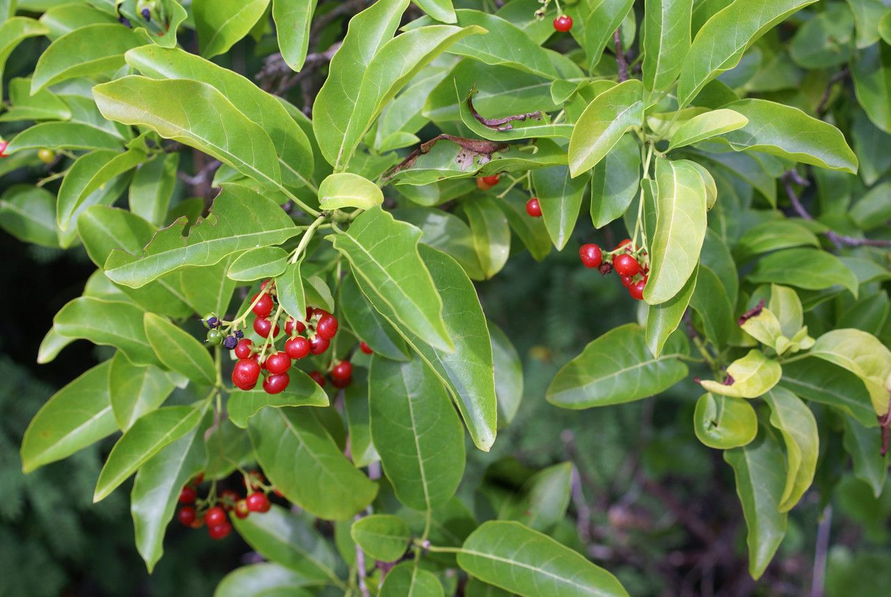 Elaeodendron orientale — search result for 'Celastraceae'