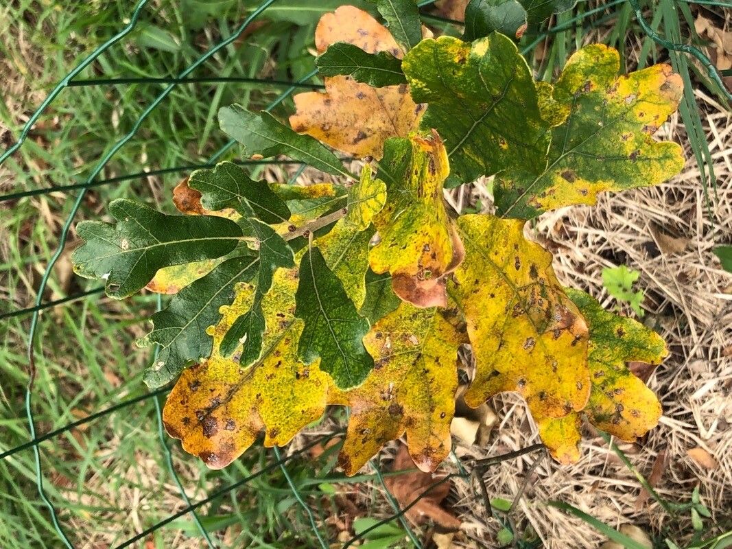 Quercus boyntonii — search result for 'Quercus'