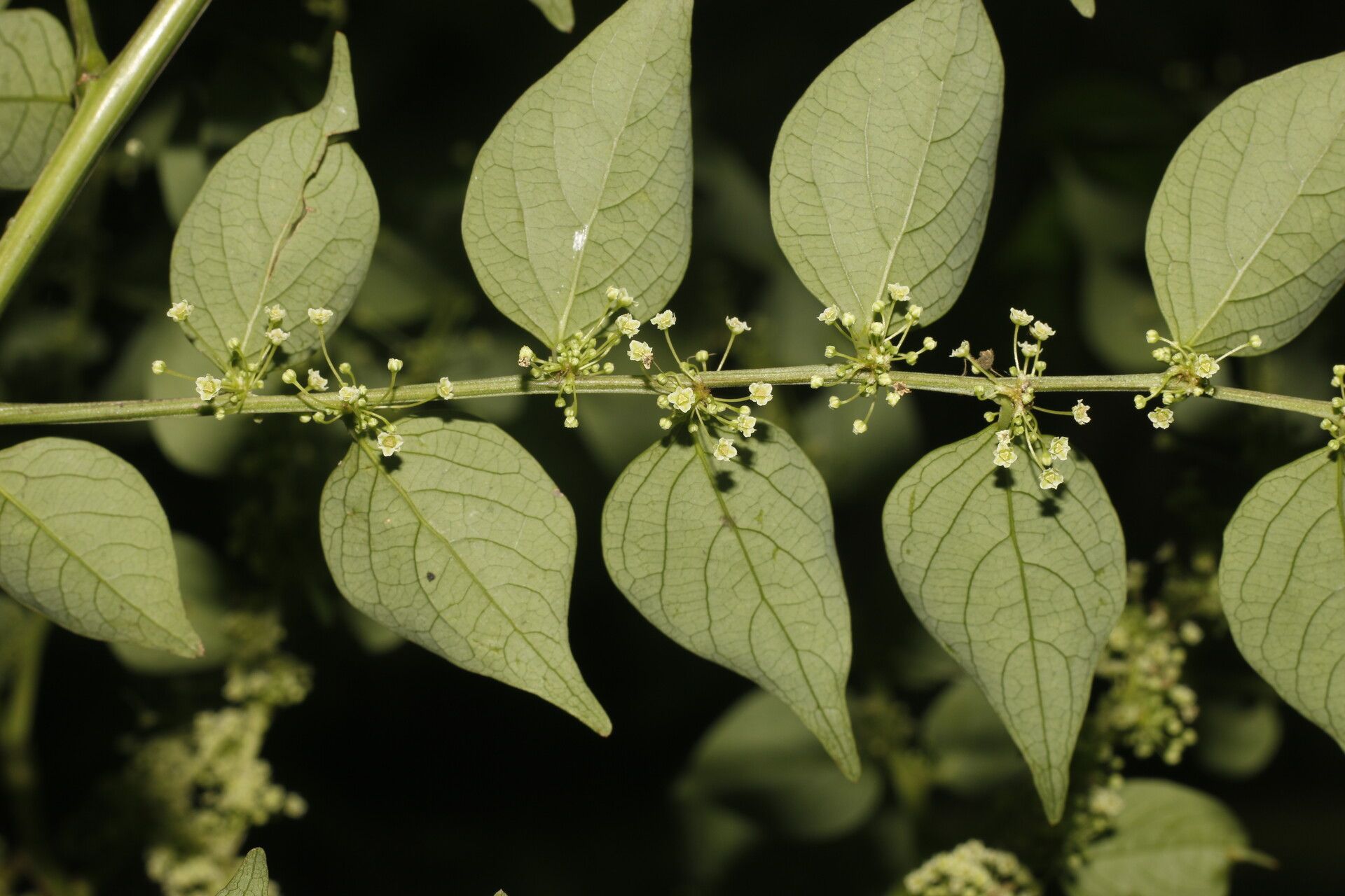 Phyllanthus anisolobus — houseplant care guide