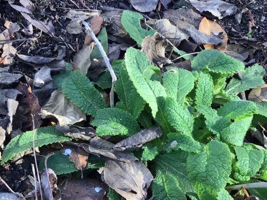 Campanula primulifolia — houseplant care guide