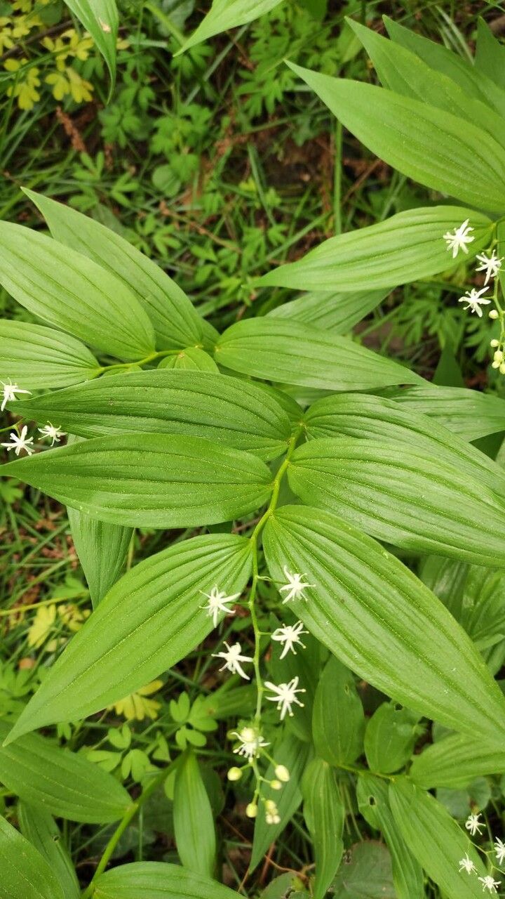 Maianthemum stellatum leaf