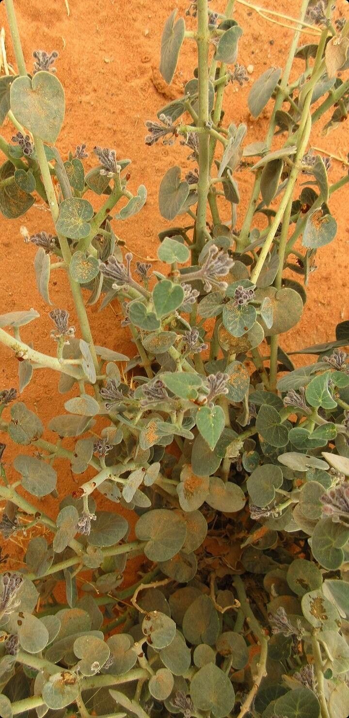 Pergularia tomentosa flower