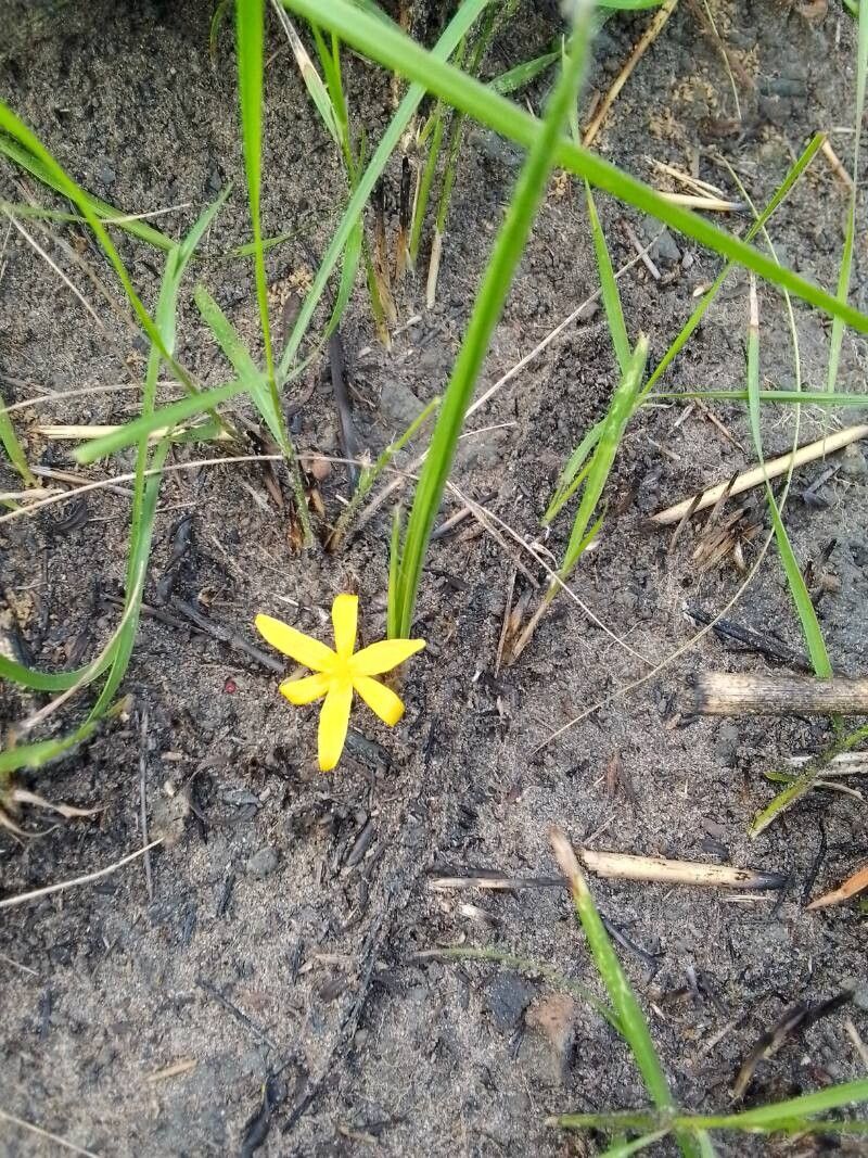 Curculigo pilosa flower
