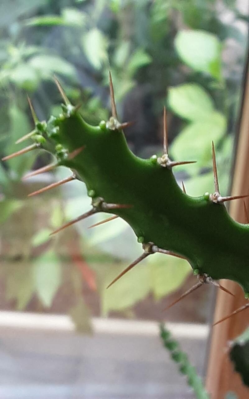 Euphorbia evansii flower