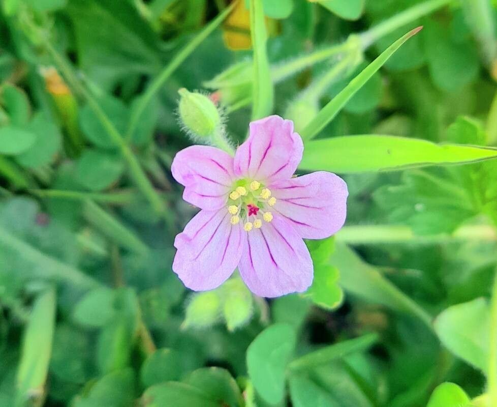 Geranium core-core flower