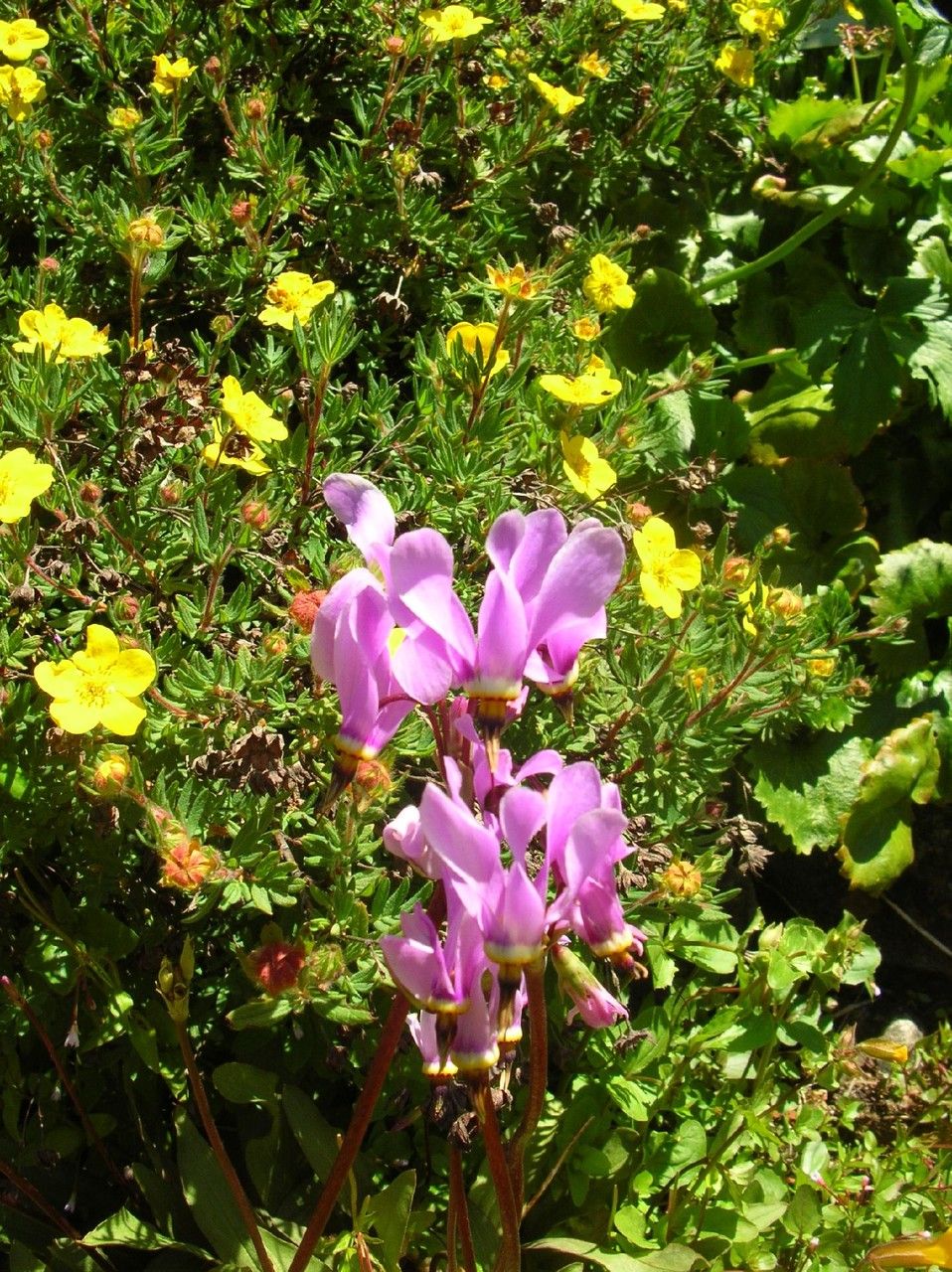 Primula fragrans other