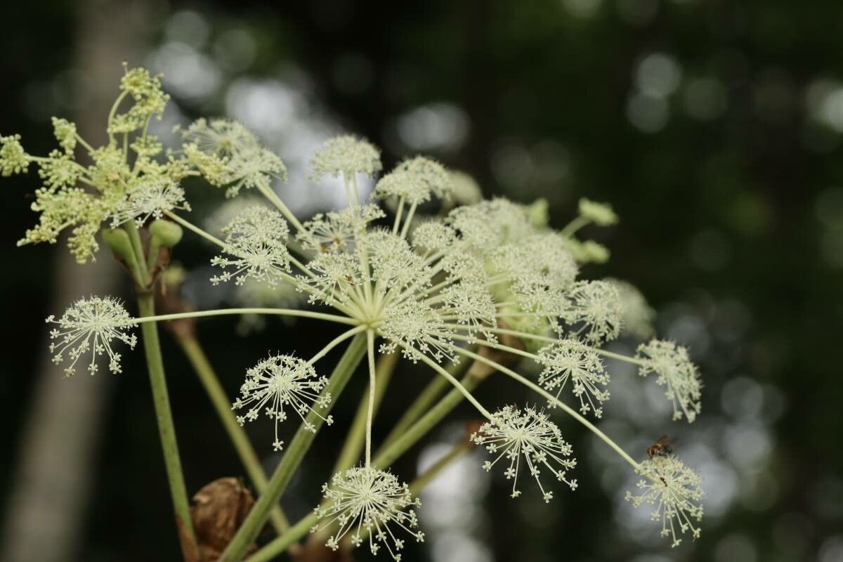 Angelica edulis — search result for 'Angelica'