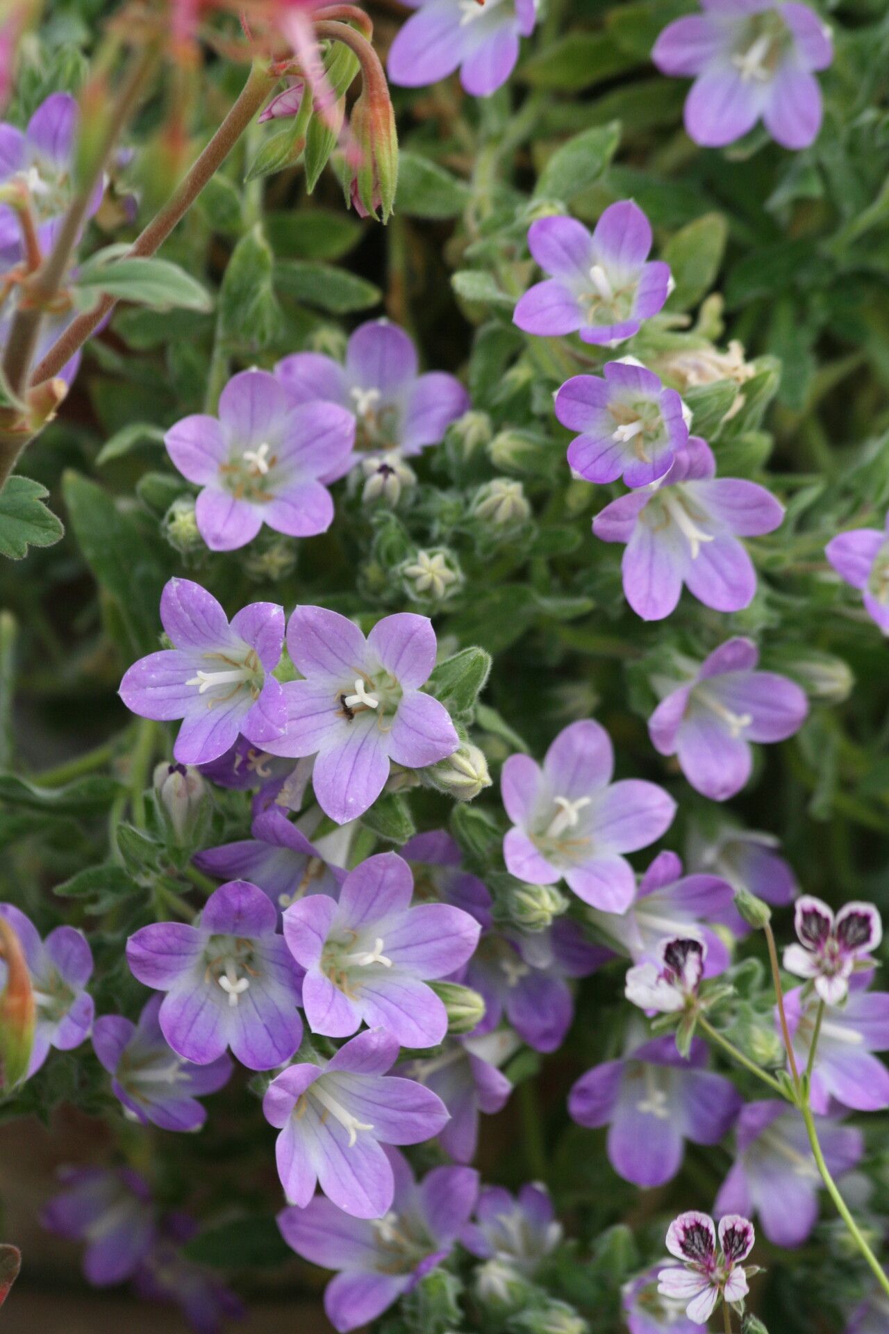 Campanula atlantis — houseplant care guide