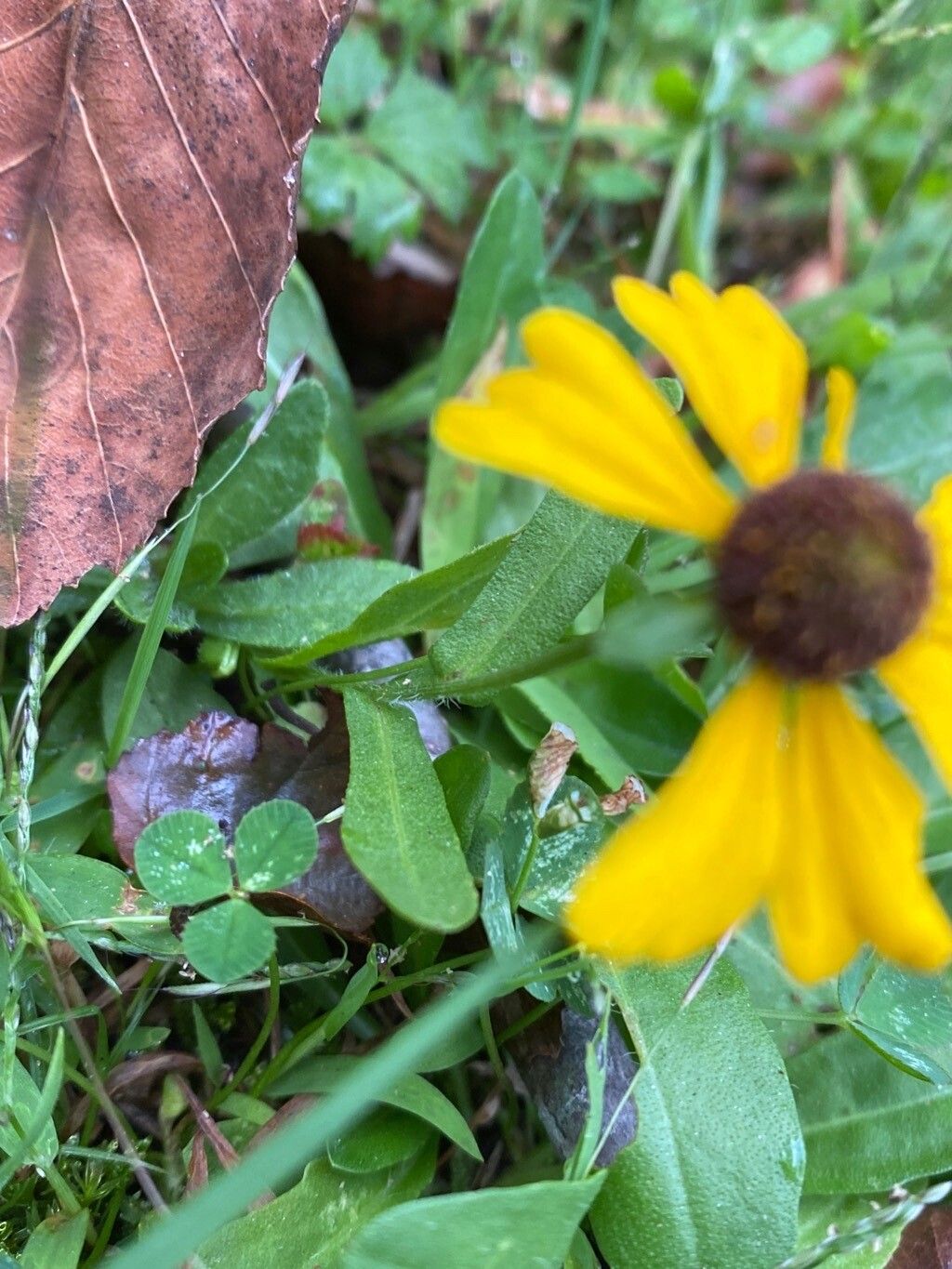 Helenium flexuosum — search result for 'Helenium'