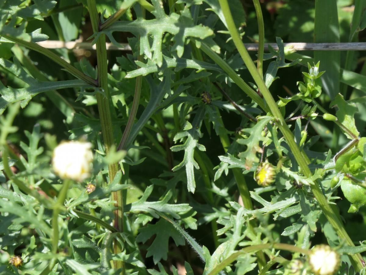 Leucanthemum pluriflorum — houseplant care guide
