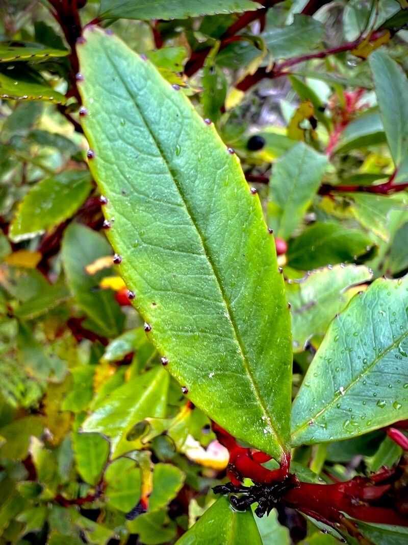 Ascarina rubricaulis — related species from the same genus