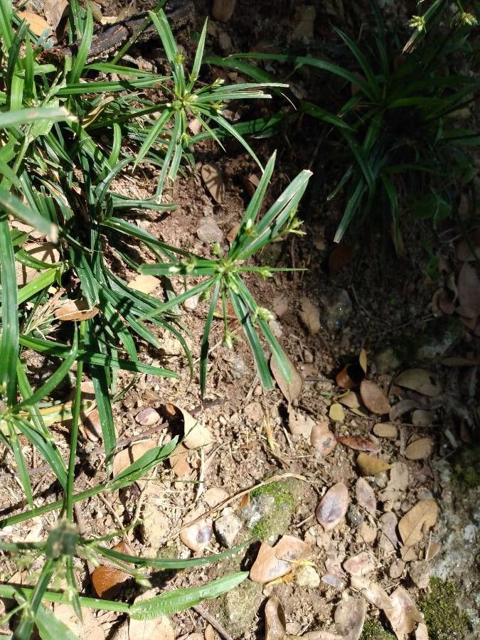 Cyperus laxus — search result for 'Liberia'